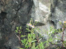 IMG_4329.JPG