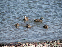 IMG_4345.JPG