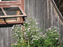 IMG_4462.JPG