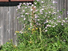 IMG_4463.JPG