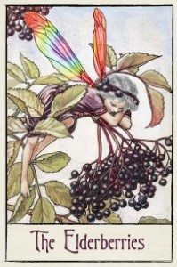 Elderberries_MAIN The Elderberries